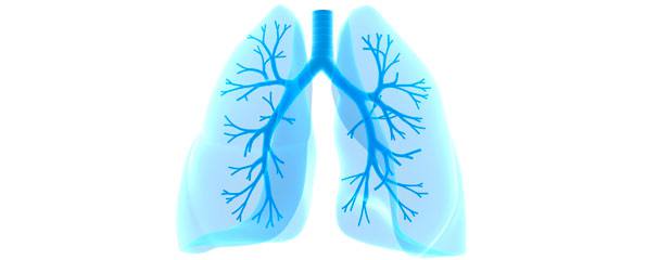 Funções do sistema respiratório