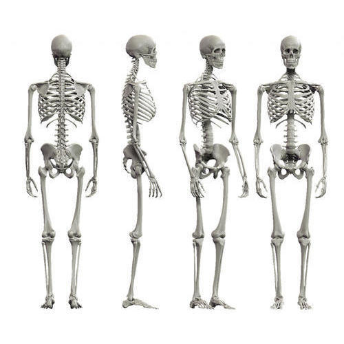 Esqueleto humano