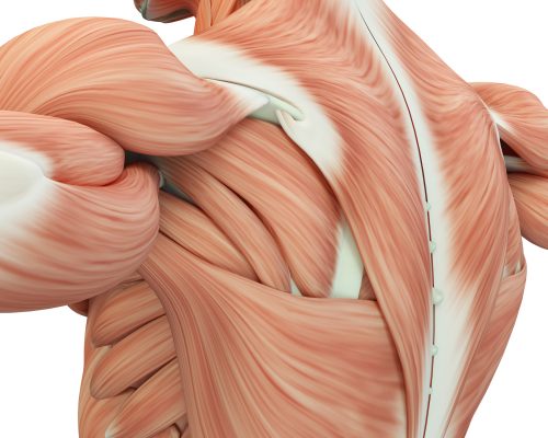 Funcionamento do sistema muscular