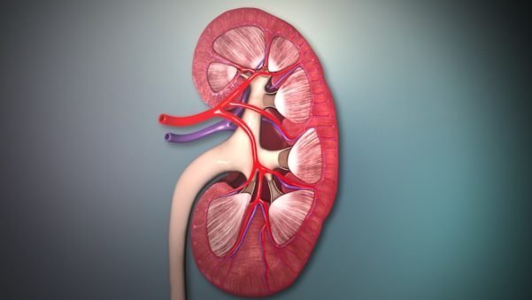 Funções do sistema urinário
