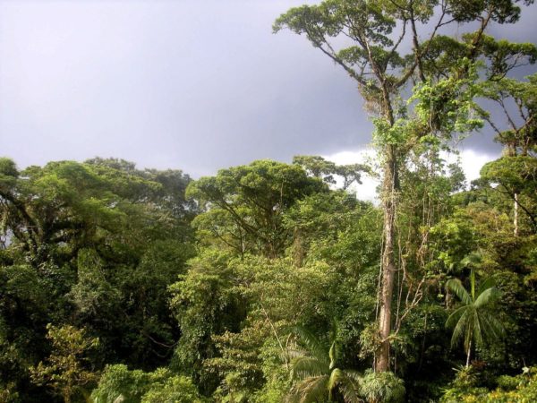 Características do clima equatorial