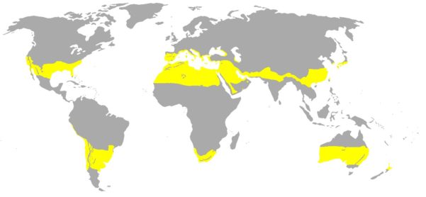 Características do clima subtropical