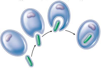 Teoria da endossimbiose